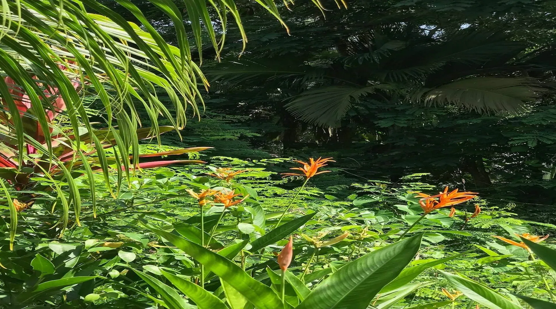 Pointe Au Sel La Nature Apartments סיישל